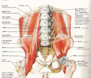 腰の筋肉が固くなって椎間板ヘルニアになっている