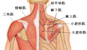 首こりや首の痛みは筋肉が原因。